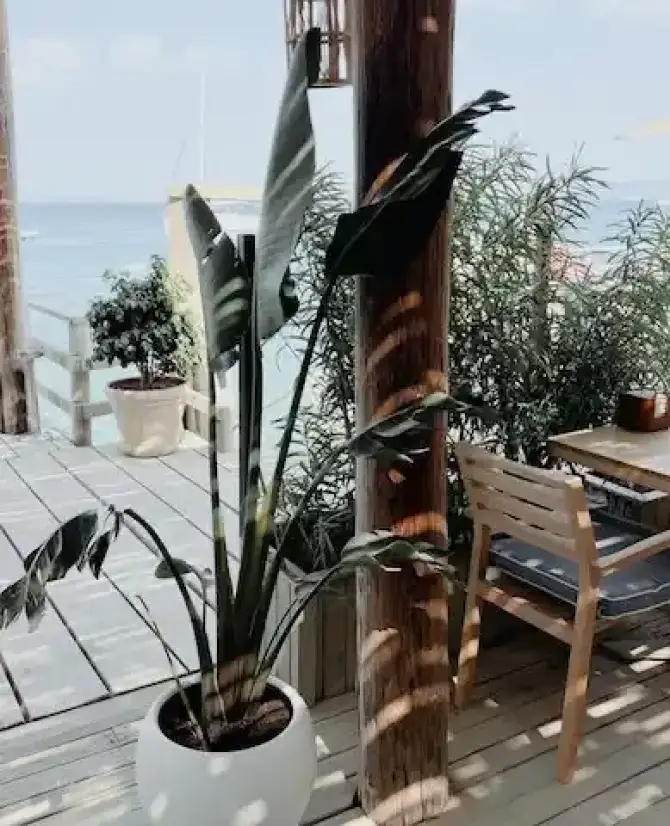 Cafe Plaza Dalyanköy - İzmir Mekan Rehberi