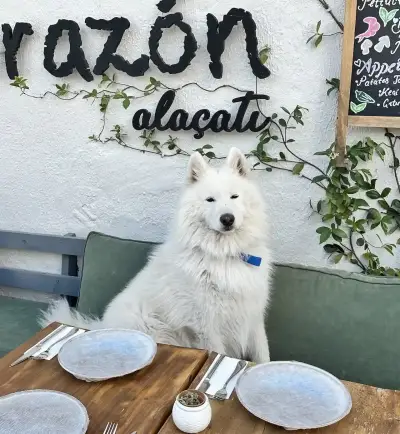 Corazon Alaçatı fotoğraf 4 - İzmir Mekan Rehberi