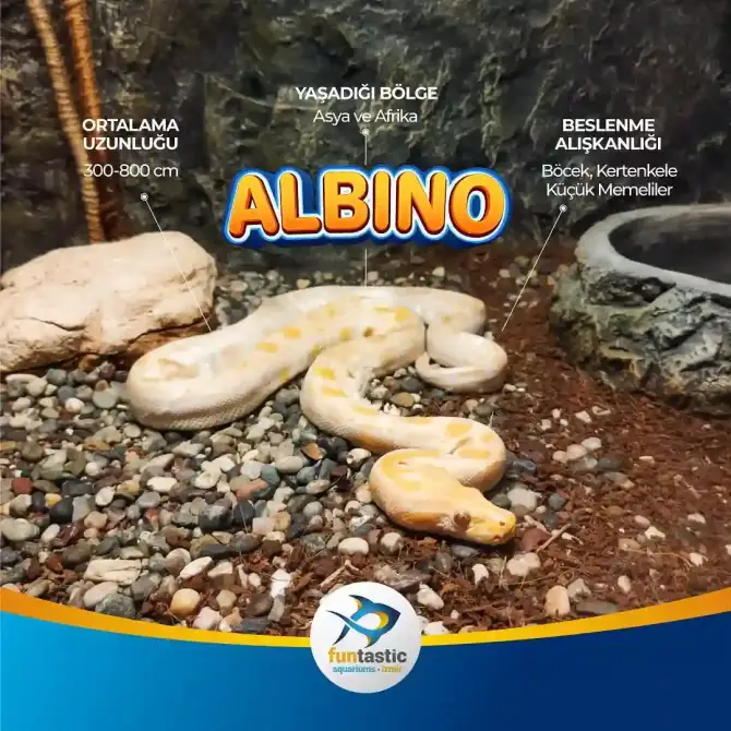 Funtastic Aquariums İzmir - İzmir Mekan Rehberi