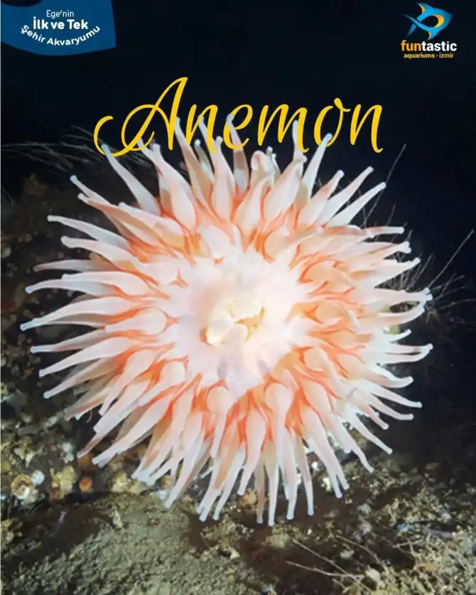 Funtastic Aquariums İzmir - İzmir Mekan Rehberi