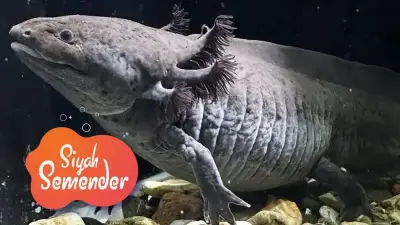 Funtastic Aquariums İzmir fotoğraf 1 - İzmir Mekan Rehberi