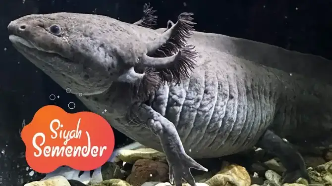 Funtastic Aquariums İzmir - İzmir Mekan Rehberi