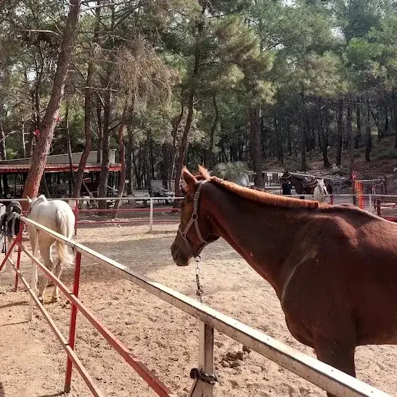 izmir şehir ormanı atlar