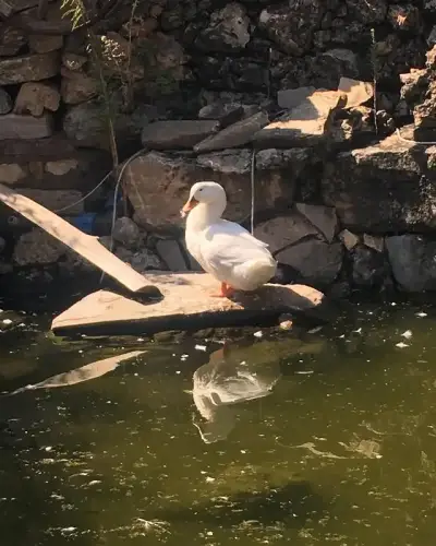 Tandırcı Deniz Şirince fotoğraf 2 - İzmir Mekan Rehberi