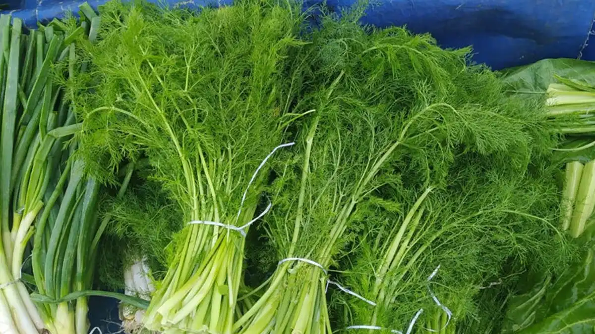 Ege Mutfağının Aromatik Otu: Arapsaçı Nedir, Nerede Yetişir, Nasıl Kullanılır? - İzmir Mekan Rehberi