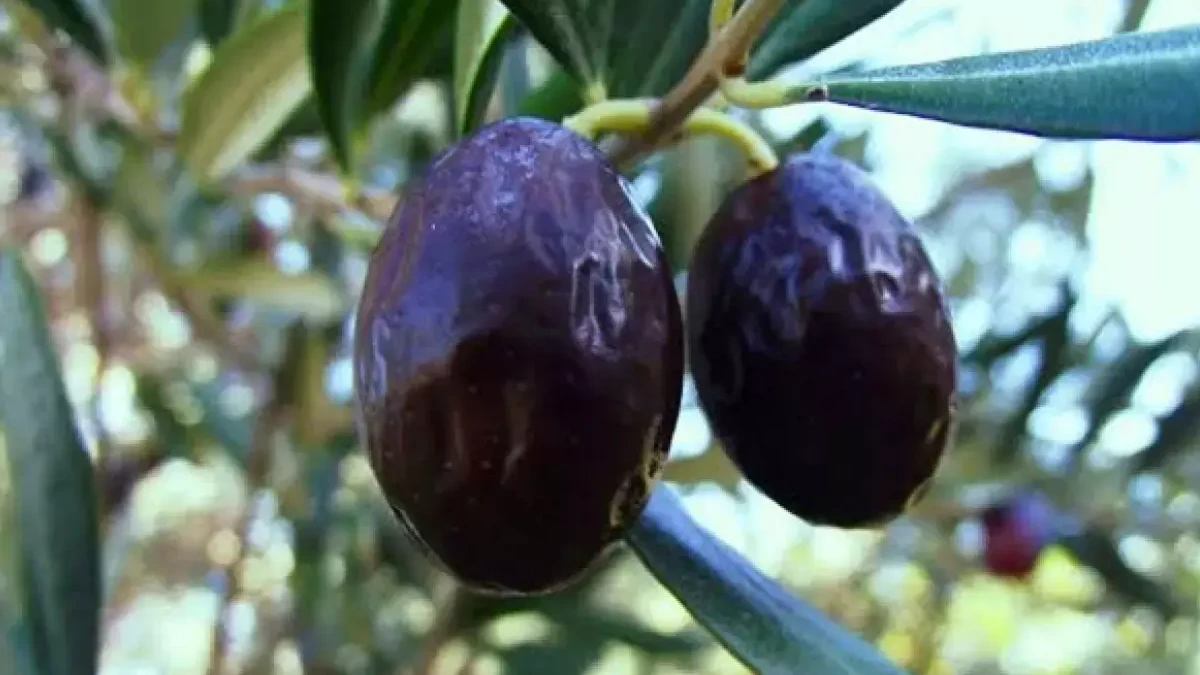 Ege’nin Doğal Lezzeti: Hurma Zeytini Nedir, Nerede Yetişir, Nasıl Yenir? - İzmir Mekan Rehberi